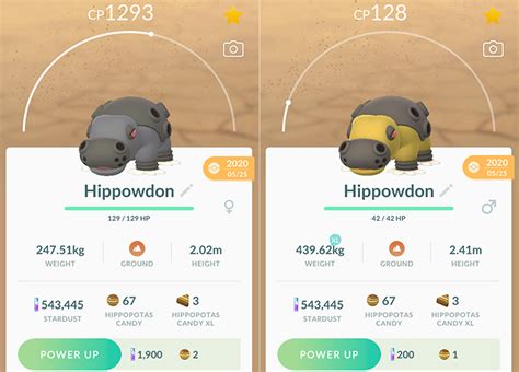 hippowdon male vs female.